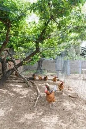 Can Gual Casa Rural - Dış Mekan