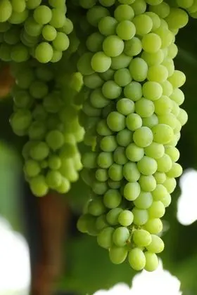 CANA VINEYARD GUESTHOUSE - Dış Mekan