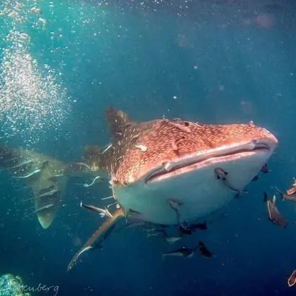 Carabao Diving Koh Tao - Genel