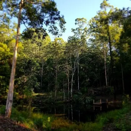 Carawirry Forest Escape - 1