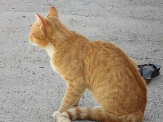 Casa Rural Anton Piche - Yerinde Yemek