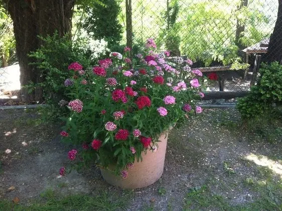 Cascina Zenevrea - Dış Mekan