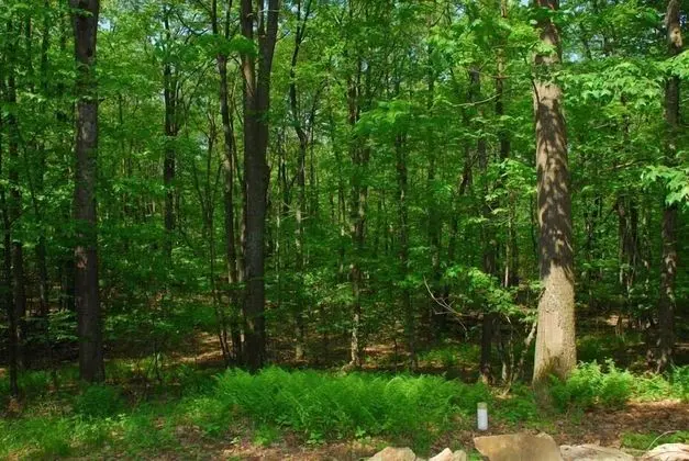 Cedarwoods - Dış Mekan