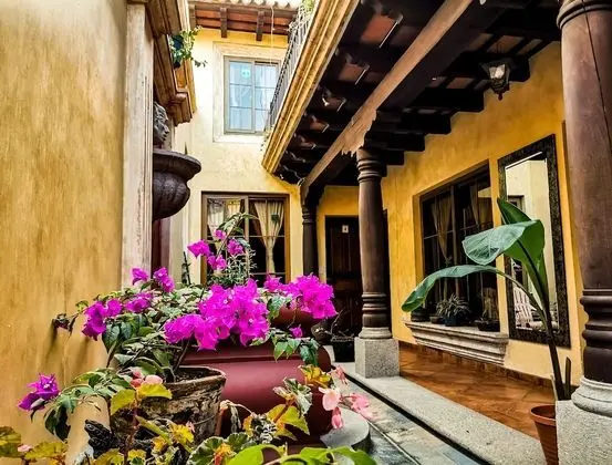 Central Bougainvillea