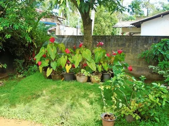 Ceylon Hostel Galle - Hostel - Dış Mekan