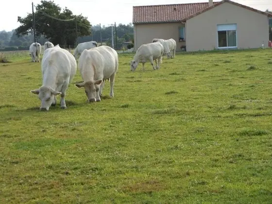 Chambre D'hotes La Basse Gougeonnière - Öne Çıkan Resim