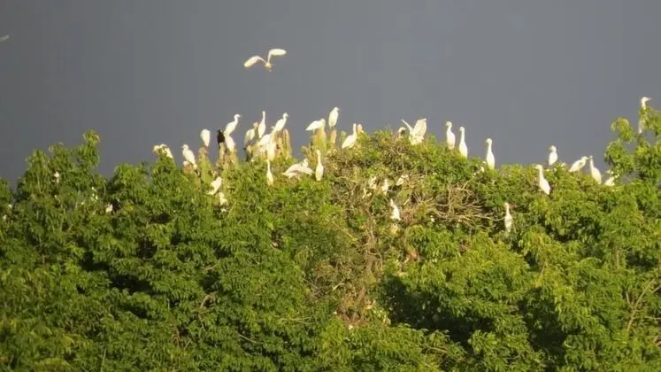 Chapwani Island - Dış Mekan