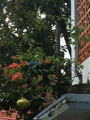 Cherry Garden Homestay - Dış Mekan