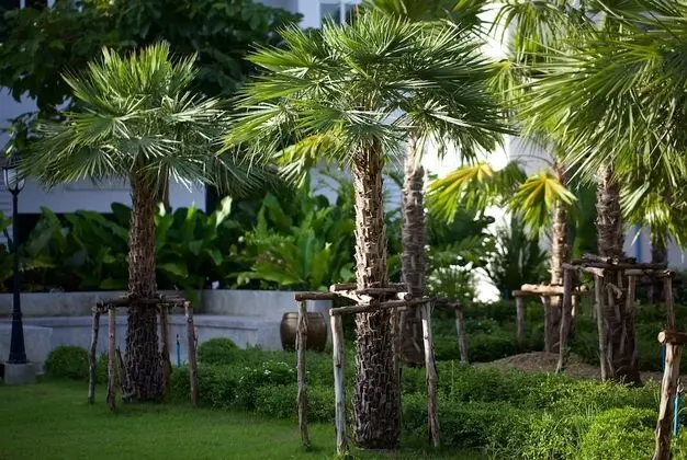 Chez Bure - Bure Homestay - Dış Mekan