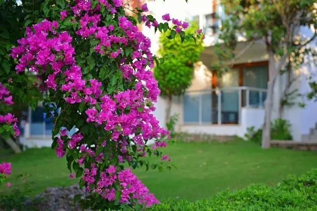 Club Datça Tatil Köyü - Genel