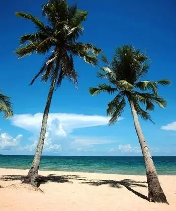 Coco Palm Beach Resort & Spa - Plaj