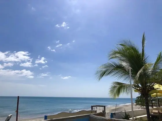 Coconut Blue Panama