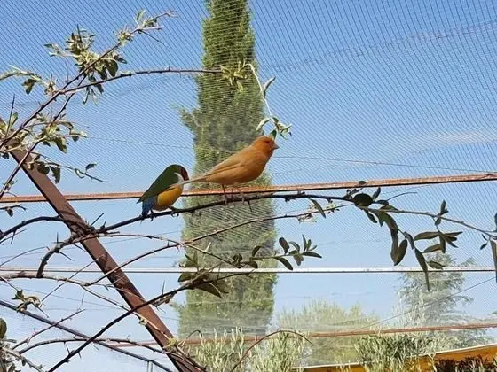 Complejo Rural Ibipozo - Genel