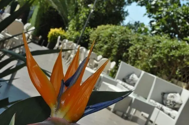 Contessina Hotel - Genel