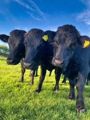 Coombeshead Farm - Dış Mekan
