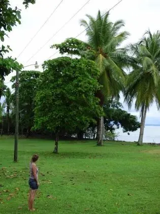 Corcovado Beach Lodge - Genel