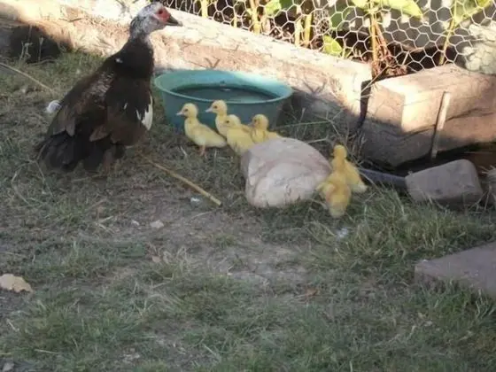 Corella Creek Country Farm Stay - Dış Mekan