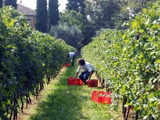 Corte San Mattia - Agriturismo in Verona - Dış Mekan