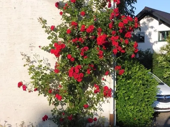 Cosy Apartment With Terrace and Pool in the Garden - Dış Mekan