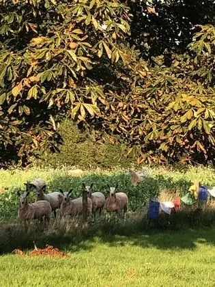Cosy Bell Tent Glamping in Rural Herefordshire - Dış Mekan