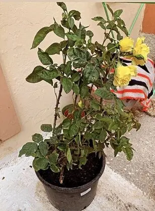 Cosy and Familiar Maisonette in Agio Deka, Corfu - Dış Mekan