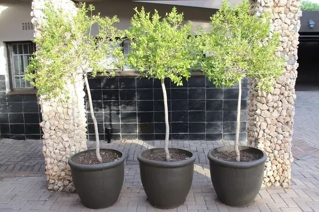 Cottonwood Guesthouse - Dış Mekan