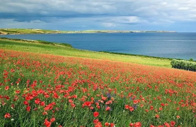 Courtmacsherry hotel - Dış Mekan