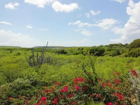 Cozy Holiday Villa at the Damasco Resort Near Jan Thiel on Curacao - Dış Mekan