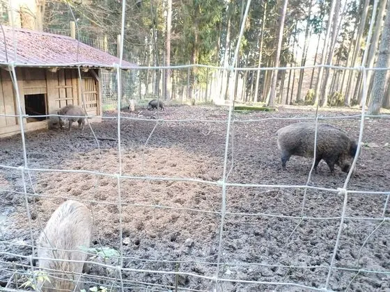Cozy Holiday Home in Stadlern near Ski Slopes - Dış Mekan