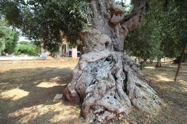 Cupa Private House - Dış Mekan