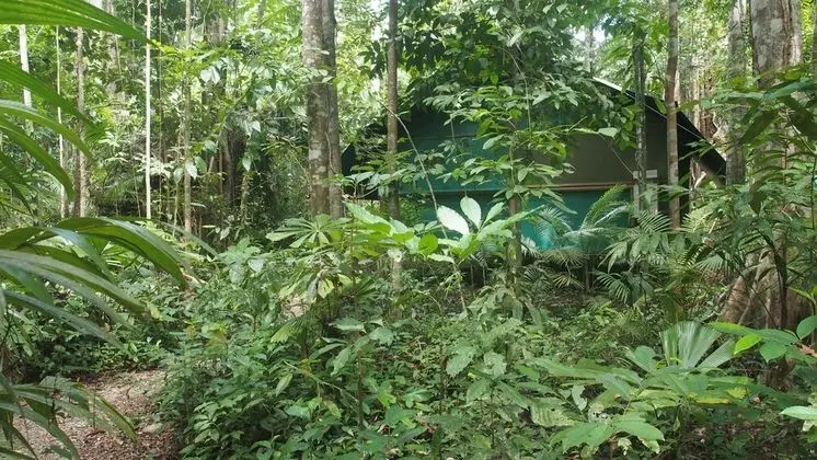 Daintree Crocodylus - Dış Mekan