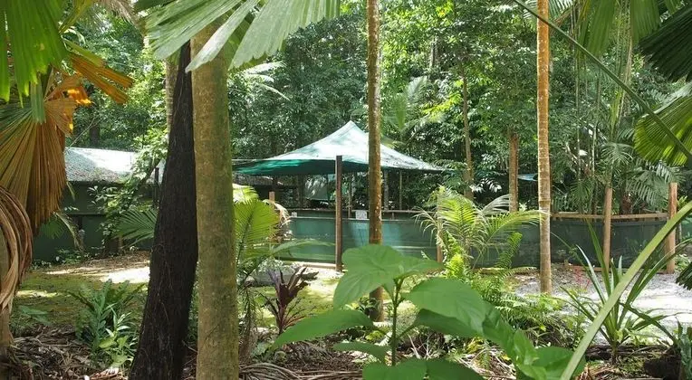 Daintree Crocodylus - Havuz