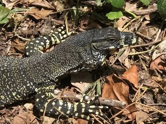 Daintree Crocodylus - Lobi