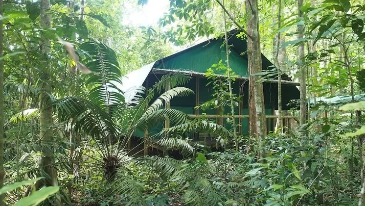 Daintree Crocodylus - Öne Çıkan Resim