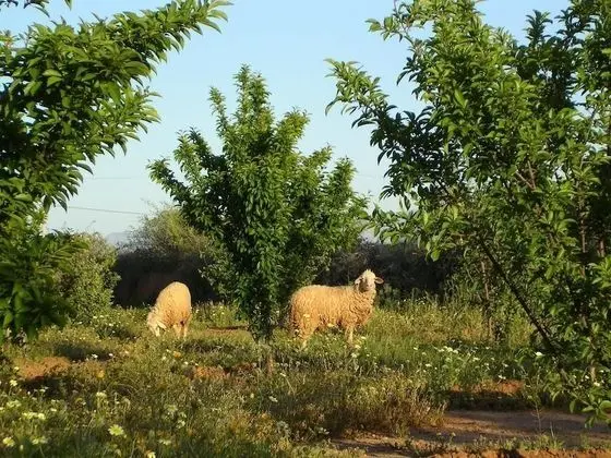 Dar Idar Tafdna - Dış Mekan