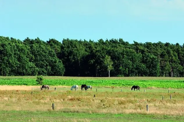 Das Wolfshotel am Arendsee