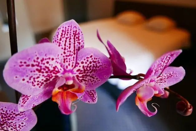 Hotel de Normandie - Lobi