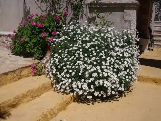 Delightful Stone Greek Cottages - Daisy Studio Marguerite one Half Bdrms - Dış Mekan