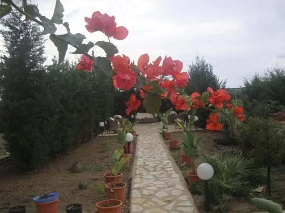 Villa delle Palme Delfina - Dış Mekan