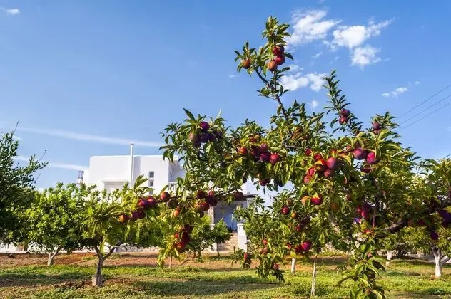 Villa Dionysus - Dış Mekan