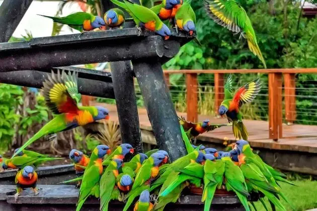 Discovery Parks - Airlie Beach - Dış Mekan