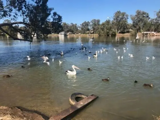 Discovery Parks - Mildura, Buronga Riverside - Dış Mekan