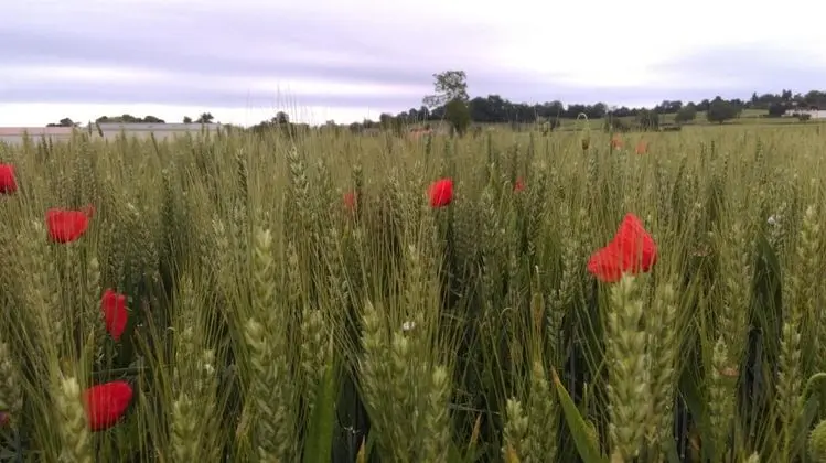 Domaine d' Arcalis - Dış Mekan