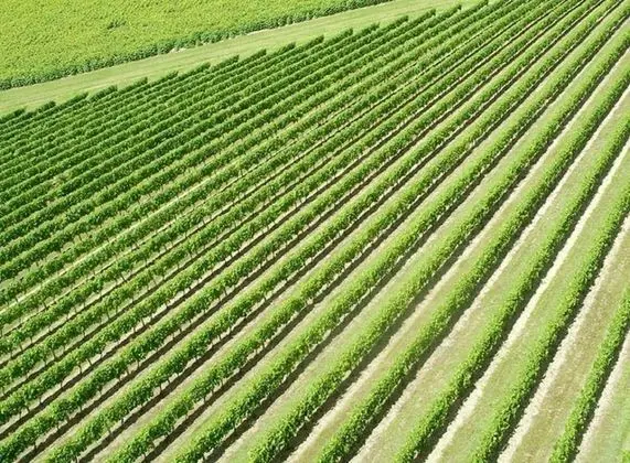Domaine Du Grand Tourtre - Dış Mekan