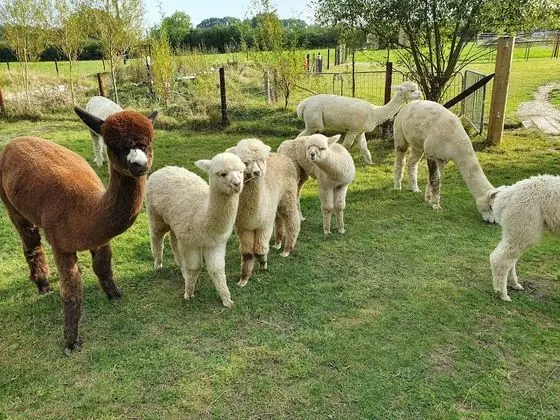Double Decker Bus on an Alpaca Farm Sleeps 8