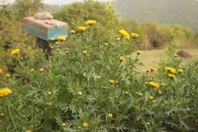Double Rainbow Organic Farm - Öne Çıkan Resim