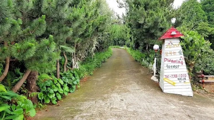 Dreaming Forest
