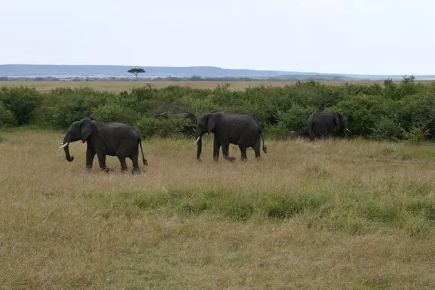 Drunken Elephant Mara