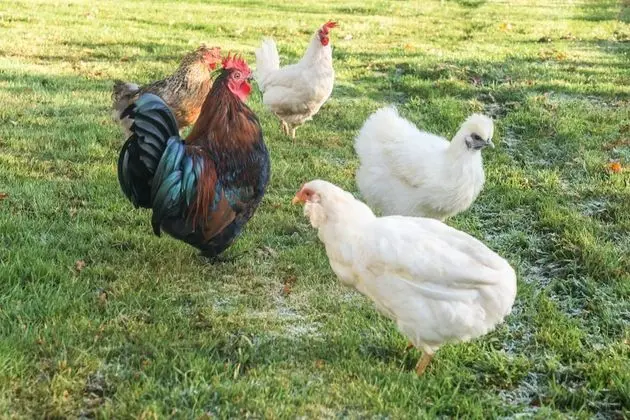 Dunroamin - Dış Mekan