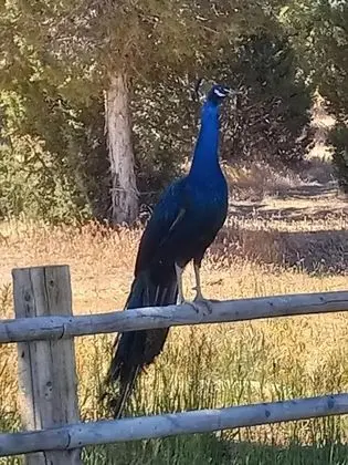 Eagles Roost - The Nest #11 at Wind Walker Homestead - Plaj